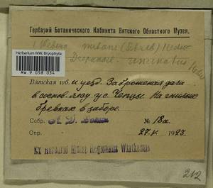 Pohlia nutans (Hedw.) Lindb., Гербарий мохообразных, Мхи - Пермский край, Удмуртия, Свердловская и Кировская области (B8) (Россия)