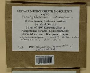 Brachythecium rutabulum (Hedw.) Schimp., Гербарий мохообразных, Мхи - Центральное Нечерноземье (B6) (Россия)