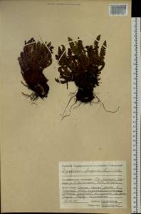 Щитовник пахучий (L.) Schott, Сибирь, Центральная Сибирь (S3) (Россия)