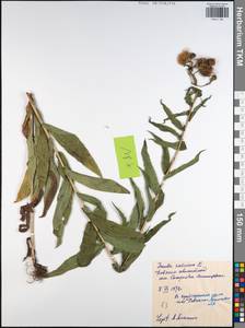 Pentanema salicinum subsp. salicinum, Восточная Европа, Центральный район (E4) (Россия)