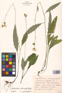 Hieracium lachenalii subsp. deductum (Sudre) Greuter, Восточная Европа, Московская область и Москва (E4a) (Россия)