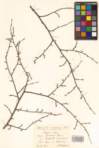 Кизильник рыхлоцветковый (J.Jacq.) Lindl., Восточная Европа, Восточный район (E10) (Россия)