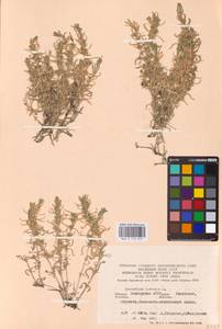 Ясколка полевая L., Восточная Европа, Восточный район (E10) (Россия)