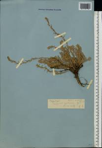 Бассия простертая (L.) Beck, Восточная Европа, Нижневолжский район (E9) (Россия)