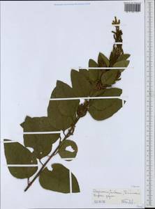 Fabaceae, Африка (AFR) (Эфиопия)