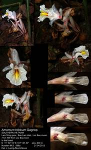 Elettariopsis triloba (Gagnep.) Loes., Зарубежная Азия (ASIA) (Вьетнам)