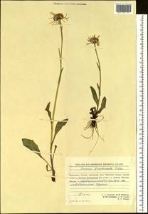 Пепельник тундровый (Tolm.) B. Nord., Сибирь, Чукотка и Камчатка (S7) (Россия)