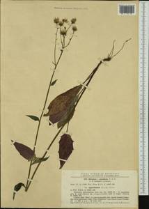 Hieracium maculatum subsp. approximatum (Jord.) Zahn, Западная Европа (EUR) (Румыния)