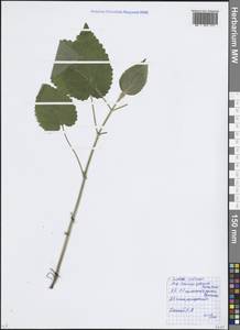 Чистец лесной L., Восточная Европа, Московская область и Москва (E4a) (Россия)