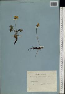 Anemonastrum narcissiflorum subsp. crinitum (Juz.) Raus, Сибирь, Якутия (S5) (Россия)