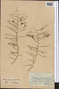 Alhagi pseudalhagi subsp. persarum (Boiss. & Buhse) Takht., Средняя Азия и Казахстан, Каракумы (M6) (Туркмения)