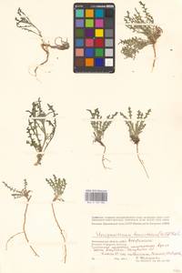 Стеригма каспийская (Lam.) Kuntze, Восточная Европа, Нижневолжский район (E9) (Россия)