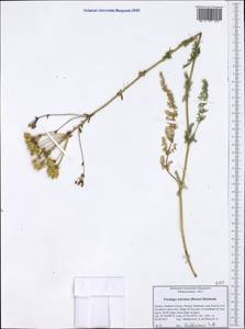 Ферульник лесной (Besser) Rchb., Западная Европа (EUR) (Греция)