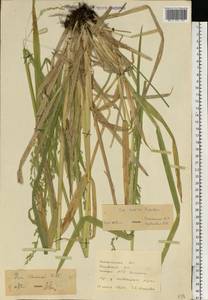 Мятлик расставленный Forselles, Восточная Европа, Западно-Украинский район (E13) (Украина)