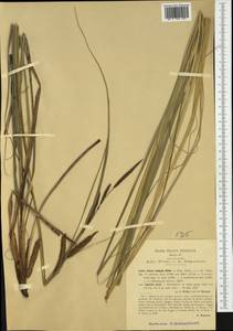 Carex hispida Willd. ex Schkuhr, Западная Европа (EUR) (Италия)