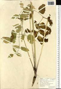 Ostericum viridiflorum (Turcz.) Kitag., Сибирь, Дальний Восток (S6) (Россия)