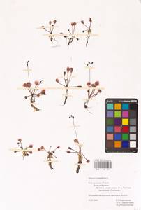 Росянка круглолистная L., Восточная Европа, Северо-Западный район (E2) (Россия)