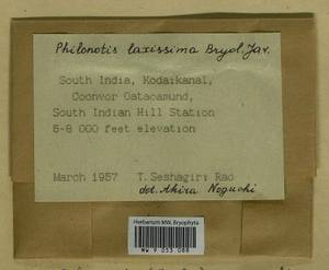Philonotis hastata (Duby) Wijk & Margad., Гербарий мохообразных, Мхи - Азия (вне границ бывшего СССР) (BAs) (Индия)