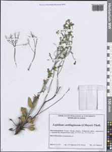 Клоповник хрящеватый (J.Mayer) Thell., Сибирь, Западная Сибирь (S1) (Россия)