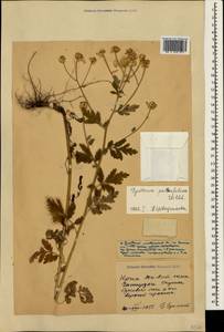 Tanacetum partheniifolium (Willd.) Sch. Bip., Крым (KRYM) (Россия)