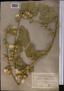 Шток-роза голоцветковая (Lindl.) Boiss., Средняя Азия и Казахстан, Западный Тянь-Шань и Каратау (M3) (Казахстан)