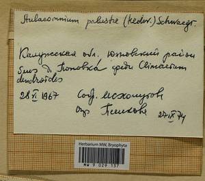 Climacium dendroides (Hedw.) F. Weber & D. Mohr, Гербарий мохообразных, Мхи - Центральное Нечерноземье (B6) (Россия)