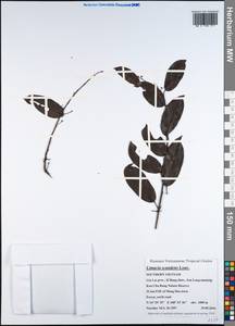 Limacia scandens Lour., Зарубежная Азия (ASIA) (Вьетнам)