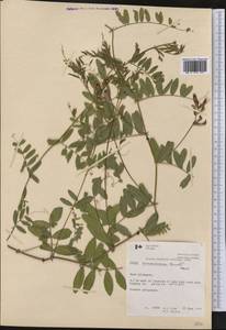 Vicia americana Willd., Америка (AMER) (Канада)