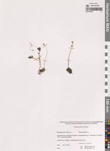 Крупка молочно-белая Adams, Сибирь, Чукотка и Камчатка (S7) (Россия)