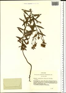 Льнянка остролопастная Fisch. ex Rchb., Сибирь, Алтай и Саяны (S2) (Россия)