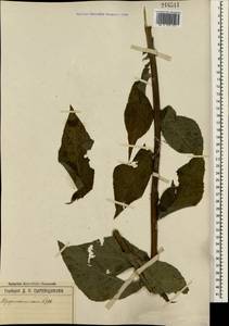 Lactuca quercina subsp. quercina, Крым (KRYM) (Россия)