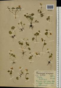 Фиалка двухцветковая L., Восточная Европа, Северный район (E1) (Россия)