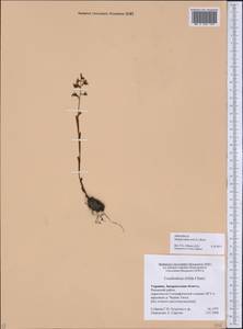 Гнездовка настоящая, Гнездовка обыкновенная (L.) Rich., Восточная Европа, Западно-Украинский район (E13) (Украина)