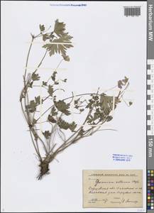 Герань холмовая Stephan ex Willd., Восточная Европа, Нижневолжский район (E9) (Россия)