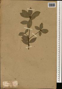 Quercus phillyreoides A.Gray, Зарубежная Азия (ASIA) (Япония)