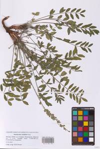 Эспарцет горошколистный Scop., Восточная Европа, Московская область и Москва (E4a) (Россия)