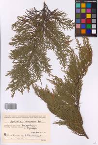 Микробиота перекрестнопарная Kom., Сибирь, Дальний Восток (S6) (Россия)