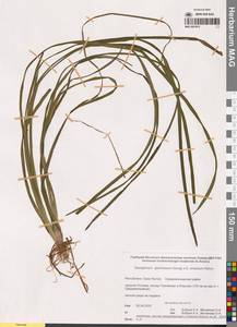 Ежеголовник злаковидный, Ежеголовник злаковый Georgi, Сибирь, Якутия (S5) (Россия)