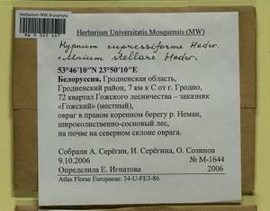 Mnium stellare Hedw., Гербарий мохообразных, Мхи - Белоруссия (B2) (Белоруссия)