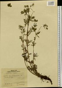 Potentilla ×angarensis Popov, Сибирь, Дальний Восток (S6) (Россия)