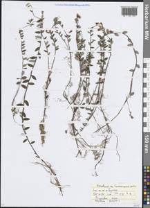 Клюква болотная, Клюква обыкновенная L., Восточная Европа, Московская область и Москва (E4a) (Россия)