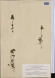 Яснотка пурпурная, Яснотка пурпуровая L., Западная Европа (EUR) (Румыния)