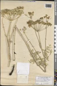 Leiotulus secacul (Mill.) Pimenov & Ostr., Зарубежная Азия (ASIA) (Турция)