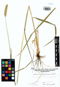 Лисохвост тростниковидный Poir., Сибирь, Прибайкалье и Забайкалье (S4) (Россия)