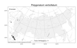Polygonatum verticillatum, Купена мутовчатая (L.) All., Атлас флоры России (FLORUS) (Россия)
