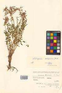 Астрагал Тугаринова Basil., Сибирь, Чукотка и Камчатка (S7) (Россия)