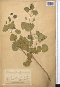 Тополь, Средняя Азия и Казахстан, Муюнкумы, Прибалхашье и Бетпак-Дала (M9) (Казахстан)