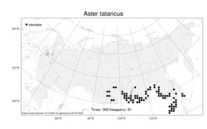 Aster tataricus, Астра татарская L. fil., Атлас флоры России (FLORUS) (Россия)