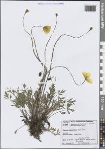 Oreomecon angustifolia (Tolm.) Krivenko, Сибирь, Центральная Сибирь (S3) (Россия)