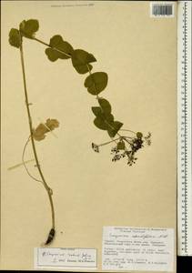 Smyrnium perfoliatum subsp. rotundifolium (Mill.) Bonnier & Layens, Зарубежная Азия (ASIA) (Турция)